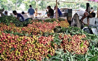 এবার লিচুর রাজ্য রাঙেনি তেমন