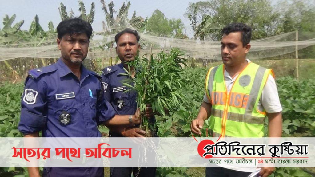 কুমারখালীতে একি ফসলি ক্ষেতে গাজা ও বেগুন চাষ
